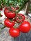 Джалила F1, семена томата индетерминантного (Sakata / Саката) - фото 6373