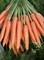 Престо F1, семена моркови нантской (Vilmorin / Вильморин) - фото 6429