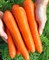 Концерто F1, семена моркови нантской (Vilmorin / Вильморин) - фото 6431