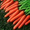 Темпо F1, семена моркови нантской (Vilmorin / Вильморин) - фото 6432