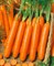 Сопрано F1, семена моркови нантской (Vilmorin / Вильморин) - фото 6437