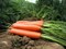 Аттилио F1, семена моркови нантской (Vilmorin / Вильморин) - фото 6439