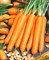 Маэстро F1, семена моркови нантской (Vilmorin / Вильморин) - фото 6442