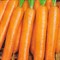 Октаво F1, семена моркови нантской (Vilmorin / Вильморин) 2674 - фото 6447