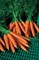 Волкано F1, семена моркови нантской (Vilmorin / Вильморин) - фото 6448