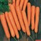 Волкано F1, семена моркови нантской (Vilmorin / Вильморин) 2675 - фото 6449