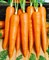 Эмперор F1, семена моркови курода/шантане (Vilmorin / Вильморин) - фото 6450