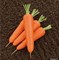 Олимпо F1, семена моркови нантской (Vilmorin / Вильморин) - фото 6452