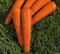 Силвано F1, семена моркови курода/шантане (Vilmorin / Вильморин) - фото 6453