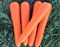 ВАК-70 F1, семена моркови курода/шантане (Vilmorin / Вильморин) - фото 6454