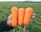 Боливар F1, семена моркови шантане (Clause / Клоз) - фото 6457