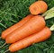 Ред Кор, семена моркови шантане (Vilmorin / Вильморин) - фото 6459
