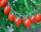 Тутти Фрутти F1, семена томата индетерминантного (Clause / Клоз) - фото 6524