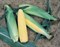 Турбо F1, семена кукурузы (Vilmorin / Вильморин) - фото 6528