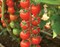 Сентино F1, семена томата индетерминантного (Clause / Клоз) - фото 6532