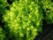 Тональ, семена салата батавия (Vilmorin / Вильморин) - фото 6540