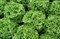 Экскиз, семена салата батавия (Vilmorin / Вильморин) - фото 6547