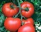 Алмейда F1, семена томата индетерминантного (Vilmorin / Вильморин) - фото 6558