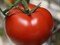 Оазис F1, семена томата детерминантного (Clause / Клоз) 2762 - фото 6572