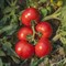 Джокер F1, семена томата детерминантного (Vilmorin / Вильморин) - фото 6573