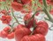 Сарра F1, семена томата индетерминантного (Clause / Клоз) - фото 6574