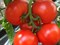 Агилис F1, семена томата индетерминантного (Enza Zaden / Энза Заден) - фото 6597