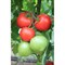 Агилис F1, семена томата индетерминантного (Enza Zaden / Энза Заден) 2774 - фото 6598