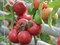 Пинк Шайн F1, семена томата индетерминантного (Enza Zaden / Энза Заден) - фото 6604