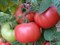 Димероза F1, семена томата индетерминантного (Enza Zaden / Энза Заден) - фото 6607
