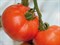 Берберана F1, семена томата индетерминантного (Enza Zaden / Энза Заден) - фото 6608