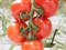 Дирк F1, семена томата индетерминантного (Enza Zaden / Энза Заден) - фото 6619