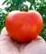 Монсан F1, семена томата полудетерминантного (Enza Zaden / Энза Заден) - фото 6627