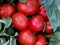 Айваз 331 F1, семена томата детерминантного (Enza Zaden / Энза Заден) - фото 6631