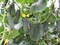 Гуннар F1, семена огурца партенокарпического (Enza Zaden / Энза Заден) - фото 6638