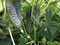 Сигурд F1, семена огурца партенокарпического (Enza Zaden / Энза Заден) - фото 6648