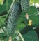 Эксельсиор F1, семена огурца партенокарпического (Enza Zaden / Энза Заден) - фото 6651