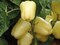 Бланчина F1, семена перца сладкого (Enza Zaden / Энза Заден) - фото 6655