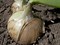 Вердон F1, семена лука репчатого (Takii Seeds / Таки Сидс) - фото 6712