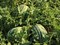 Тамтам F1, семена арбуза (Enza Zaden / Энза Заден) - фото 6732