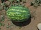 Кольт (E-42) F1, семена арбуза (Takii Seeds / Таки Сидс) - фото 6734