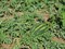 Минерва (Е-48) F1, семена арбуза (Takii Seeds / Таки Сидс) - фото 6739