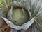 Грин Лунар F1, семена капусты белокочанной (Takii Seeds / Таки Сидс) - фото 6762