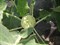 Оазис F1, семена капусты кольраби (Enza Zaden / Энза Заден) - фото 6783