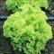 Гранд Рапидс Перл Джем, семена салата батавия (Enza Zaden / Энза Заден) - фото 6846