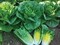 Ксиомара, семена салата ромэн (Enza Zaden / Энза Заден) - фото 6858