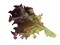 Росало, семена салата лолла роса (Enza Zaden / Энза Заден) - фото 6882