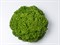 Илема, семена салата лолло бионда (Enza Zaden / Энза Заден) - фото 6888