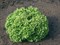 Эстроза, семена салата лолло бионда (Enza Zaden / Энза Заден) - фото 6891
