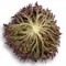 Триплекс, семена салата хрустящего с сильно рассеченным листом (Rijk Zwaan / Райк Цваан) - фото 7089