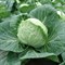 Пушма F1, семена капусты белокочанной (Rijk Zwaan / Райк Цваан) 3095 - фото 7155
